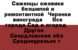 Саженцы ежевики безшипой и ремонтантной. Черенки винограда . - Все города Сад и огород » Другое   . Свердловская обл.,Среднеуральск г.